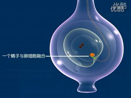 植物双受精过程