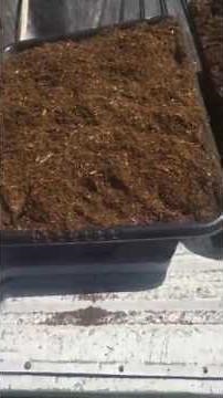 Shredding Compost for CFT