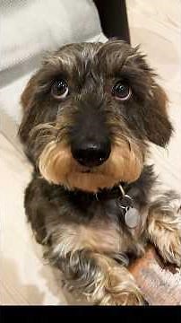 Cutest Dogs Ever! 🥰🐶 You’ll Smile Nonstop!