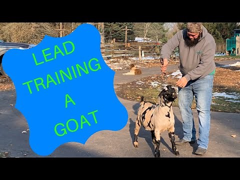 Lead Training A Goat