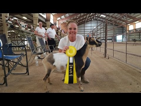 Dairy Goat Show Basics