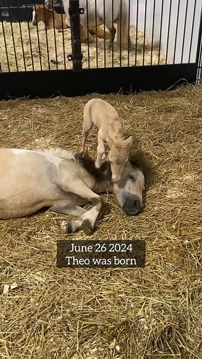 Happy birthday to my little golden boy, the best little gelding I know, and my birthday twin : Theo.❤️ When we rescued his mom Sophie, she was not supposed to be pregnant. She was so sick, and we were shocked to see a little body when she had her intake vetting and ultrasound. We prepared for her to slip the pregnancy with how skinny and malnourished she was. She gained weight though, and little Theo grew. We were also prepared for complications given her poor health prior to coming to us in her