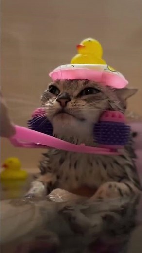 Funny Cats Compilation 2025: Hilarious Cat Moments You Can’t Miss!