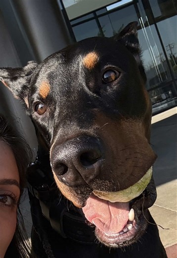 Understanding Doberman Behavior and Misconceptions