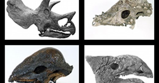 Types of Dinosaurs | American Museum of Natural History