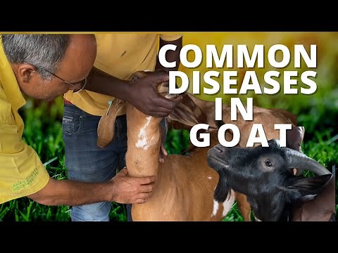 COMMON DISEASES IN GOAT & SHEEP/ MANAGING INTERNAL PARASITES