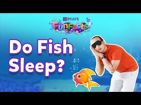 Do Fish Sleep? | BYJU'S Fun Facts