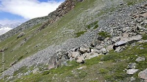 Alpine goats feeding the swiss alps featuring the Valais Blackneck goats also known as the Walliser Schwarzhalsziege goat in Switzerland
