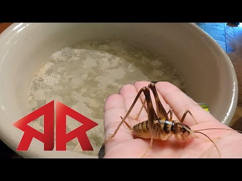 Quick Easy Cricket Traps