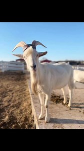 Alpine Goat Breed OverviewOrigin: • Originated in the Alps of France and spread globally for its excellent dairy qualities.Physical Characteristics: • Size: • Does (females): 50–60 kg (110–130 lbs). • Bucks (males): 70–80 kg (155–175 lbs). • Color: Wide variety, including white, gray, black, brown, or a mix of these. • Coat: Short to medium length, glossy and smooth. • Ears: Medium-sized, erect, and forward-facing. • Horns: Typically horned but can be polled.Milk Production: • High milk yield: 3