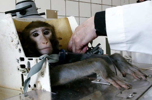 How Animal Testing Works