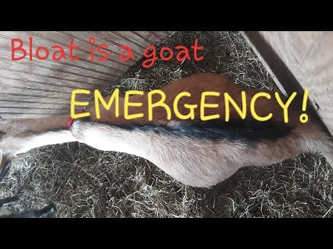 Goat Bloat Needs IMMEDIATE ACTION, Have Treatments on Hand!