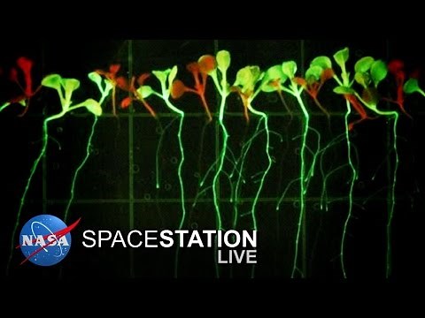 Space Station Live: Cultivating Plant Growth in Space