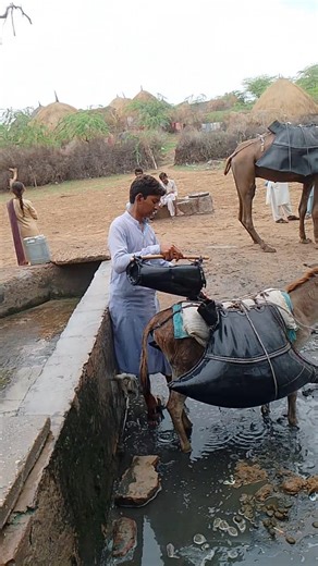 طفل بدوي صغير يجلب الماء على الحمار في قلب الصحراء – مشهد أبكى العالم