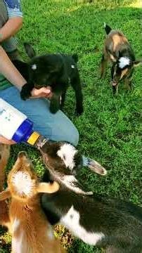 Baby goats bottle feeding! So cute! #goat #farmlife #animals #cutegoats #cuteanimals #cute