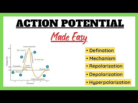 Action Potential, Depolarization, Repolarization, Refractory Period, Physiology Made Easy