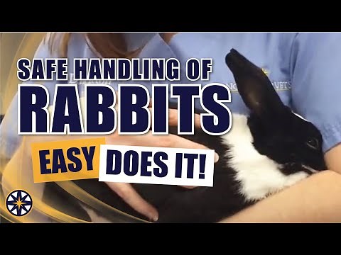 Safe Handling of Rabbits