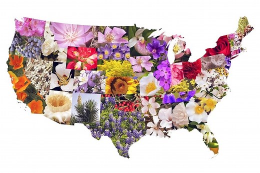 50 State Flowers, State Tree, State Birds, And 50 State Nicknames USA