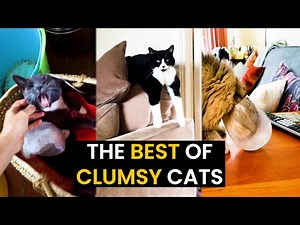 Clumsy Cats Moments - TOP 31 Caught On Camera!