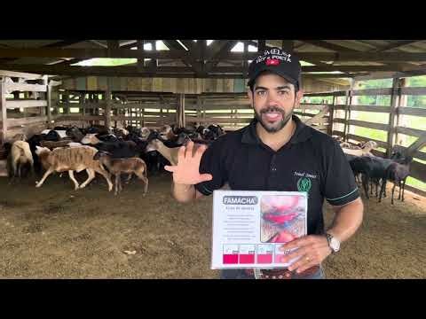 Worm infestations in sheep and goats | How to control them? | Is the FAMACHA method really effect...