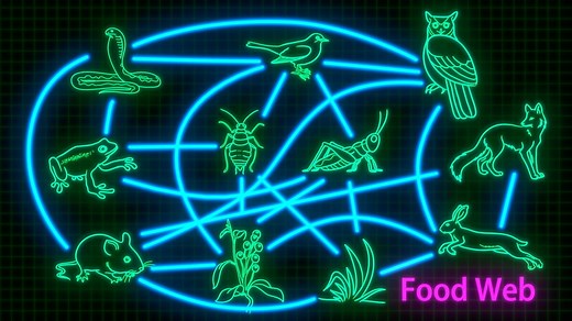KS2 / KS3 Science: Food chains and food webs in animals