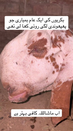 Effective Goat Treatment for Common Health Issues