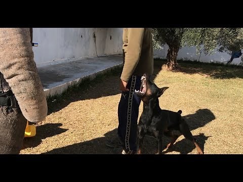 training doberman attaque et obéissance