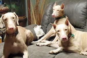 The White Doberman Pinscher: Pictures, Cost, Health, and More - Doberman Planet
