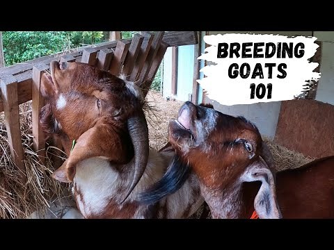 Beginners Guide To Breeding Goats