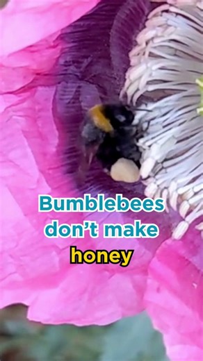 Bee honest, did you know this about bumblebees? 🐝🍯 | Bumblebee Conservation Trust