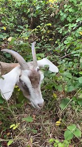 Best way to clear overgrown vegetation is with goats who love to forage #goats #foraging | Caenhill Countryside Centre