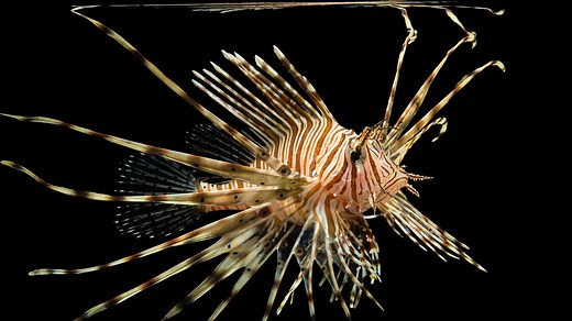 Fish Pictures & Facts