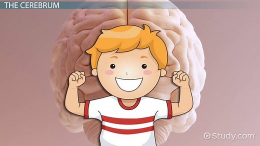 Human Brain Lesson for Kids: Function & Diagram