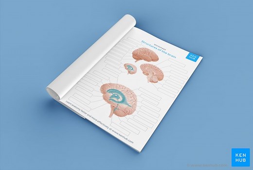 Parts of the brain: Learn with diagrams and quizzes