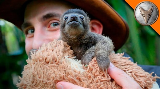 Meet the world's cutest baby sloth