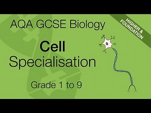 AQA GCSE Biology: Cell Specialisation Explained | Structure and Functions for 9-1