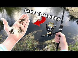 Catching Fish With Live CRICKETS!! (LIVE BAIT FISHING)