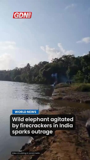 A wild elephant was reportedly disturbed by locals in India when they set off fireworks near the animal. Videos surfaced online of residents in Maharashtra’s Sindhudurg district reportedly lighting loud firecrackers near a wild elephant named 'Omkar', sparking outrage amongst citizens. The animal appeared visibly agitated, raising concerns about safety and animal welfare. Commenters expressed their disapproval at the incident online. “We are really a disturbed society. We don't teach our new gen