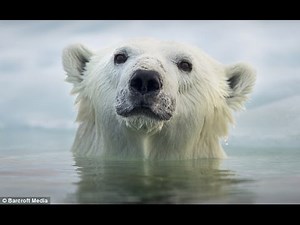 Face To Face With The Polar Bear (Wildlife Documentary)