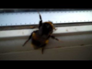 Biggest bumble bee I've ever seen.