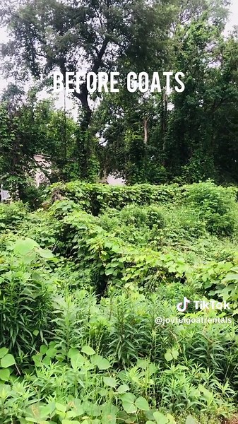 Joyful Goat Rentals on TikTok