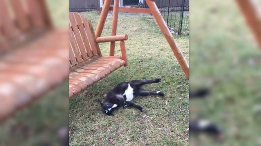 Fainting goats are undeniably adorable—but what causes their extreme reaction to stress? | National Geographic