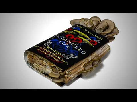 Oyster mushrooms sprouting from Merlin Sheldrake's book, Entangled Life