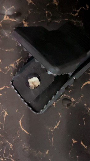 Buy 1 Get 2: Effective Mouse and Rat Traps