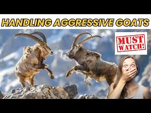 Aggressive Goats & Tips for Handling Behavioral Issues | Goat care