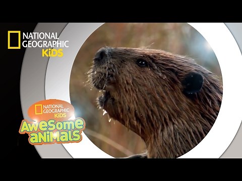 American Beaver | Awesome Animals