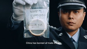 China's #IvoryBan will come into force on 31 December! The message is being shared far and wide across the country via national TV, newspaper and social media. Way to go! CITES CoP17 adopted a resolution last year calling on all implicated countries to close down domestic ivory markets. Countries have heeded the call. #EndPoaching #EndWildlifeTrafficking #elephant #ivory | CITES