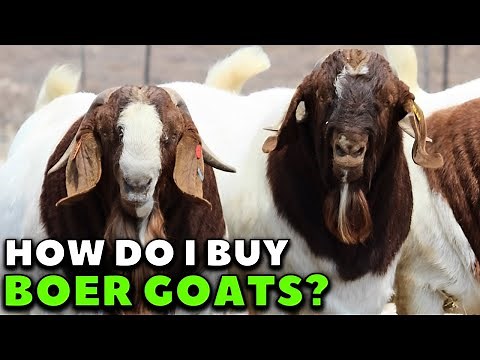 5 STEPS TO BUY BOER GOATS