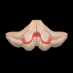 The 3 Major Parts of the Brain and What They Do · PrepScholar