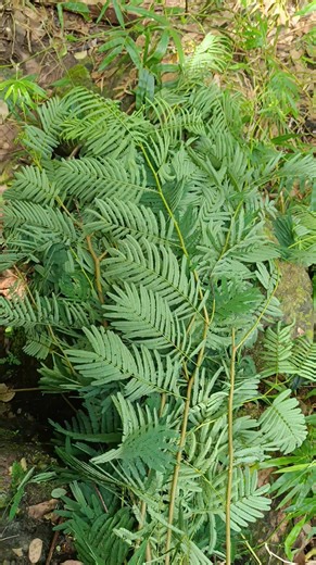Goat forage! #goats #goatfarming #GOAT Emilyn | Zeri Nele